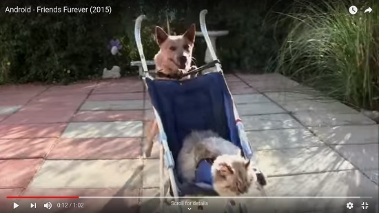 Friends Furever